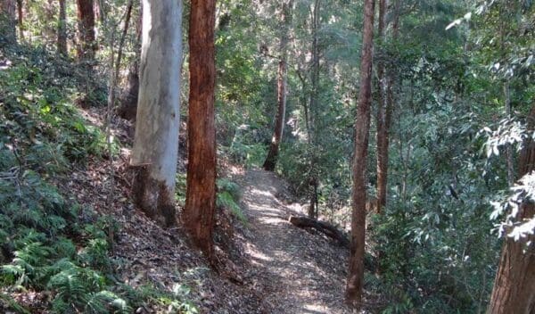 Byrrill creek walking track trail hiking australia 600x352