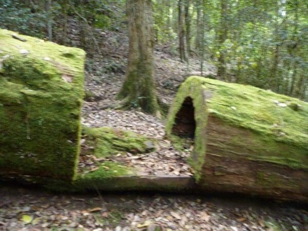 Cedar brush to basin campsite 600x450