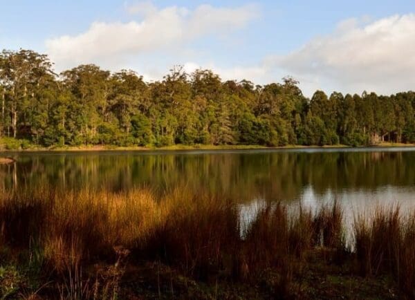 Karri lake trail 600x434