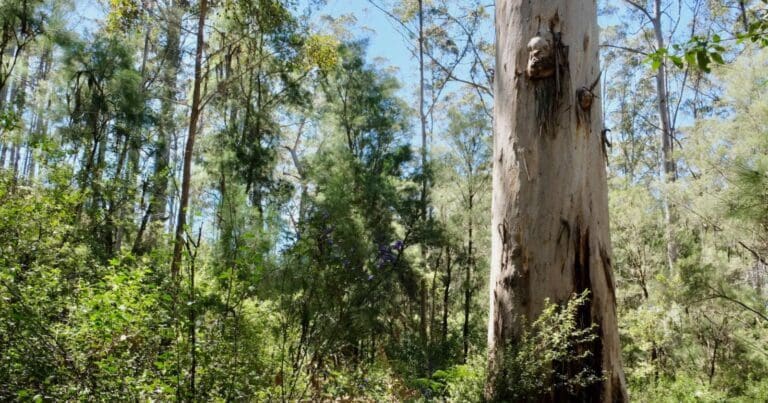 Northcliffe Forest Park Walk (500m) Northcliffe forest park walk 768x403