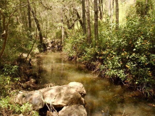 Sandy creek track 600x450