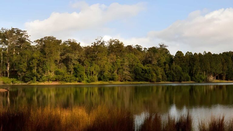 Karri Lake Trail Walk (3.3km) Karri lake trail walk (3. 3km)