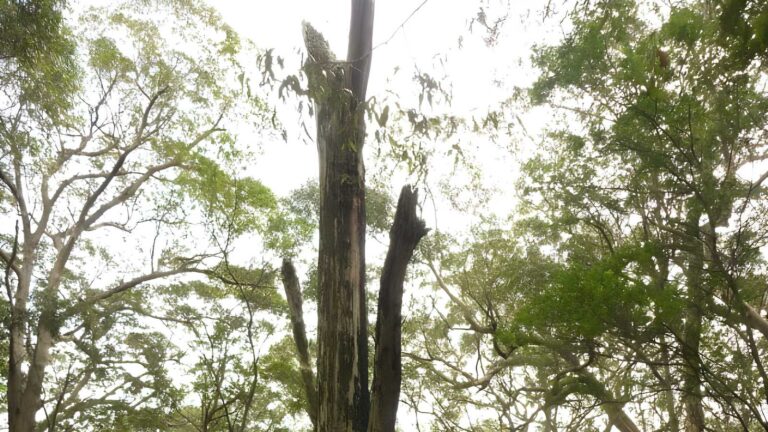 Mount sugarloaf red track (800m)
