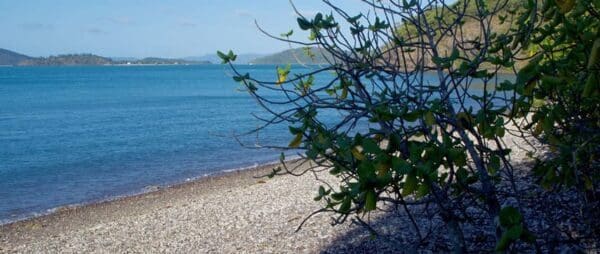 Paddle Bay Track (2.2km) Trail hiking coastal fringe and hayward gully 600x254