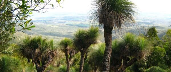 Cherry plain to burtons well bunya mountains national park 600x254
