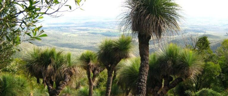 Cherry plain to burtons well bunya mountains national park 768x326