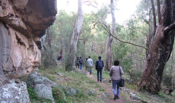 Hikes The drip walking track trail hiking australia 600x352