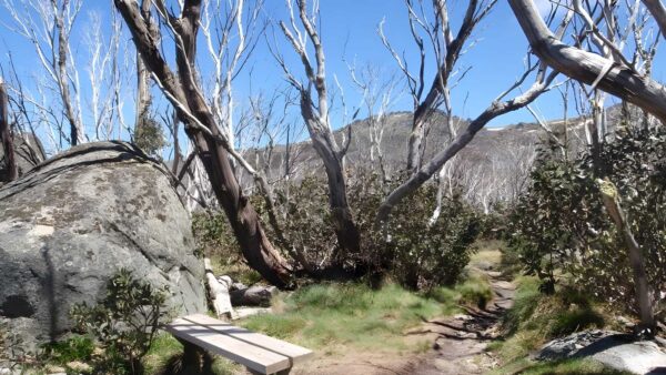 Dead Horse Gap & Thredbo River Hike (10.1km) Dead horse gap & thredbo river hike (10. 1km)
