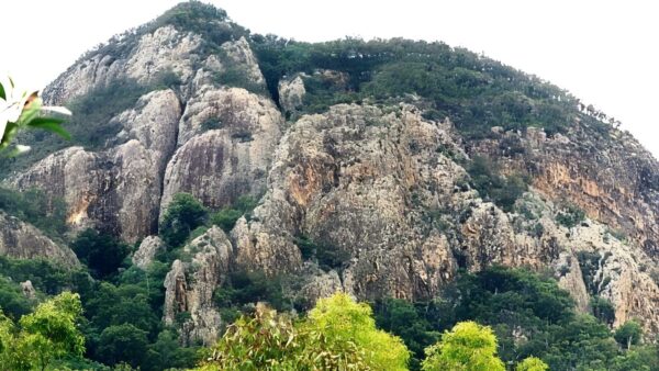 Mount greville track (5km)