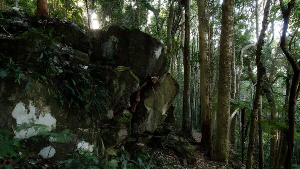 Rainforest loop walk (600m)