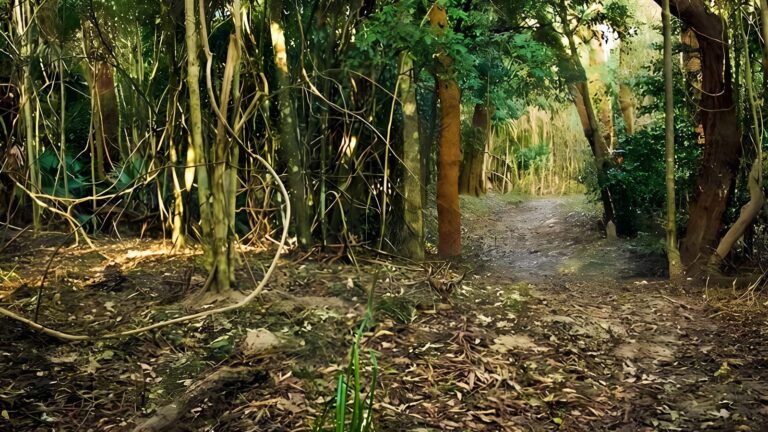 Sand track walk - north (3km)