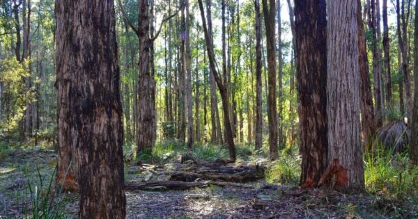 Four Brothers Rocks Hike (13km) Trail hiking bunyip state park 600x315