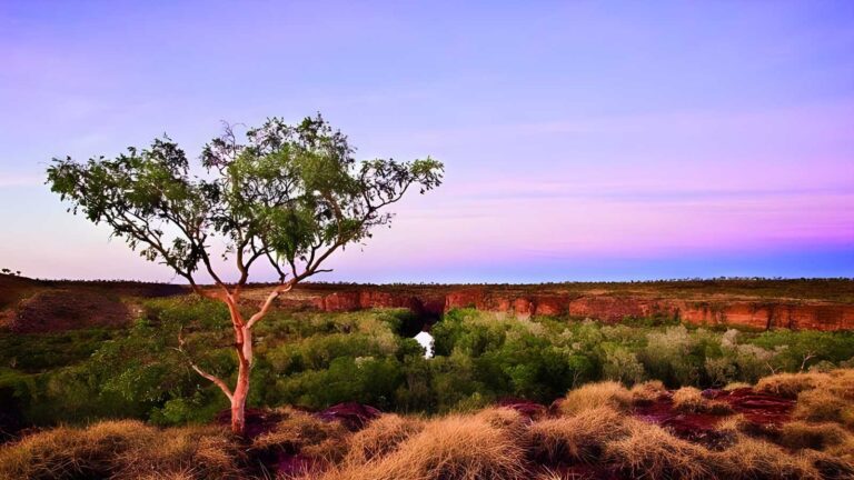 Wild dog dreaming walk (2. 8km)