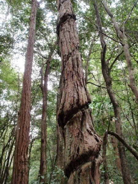 Hikes Bellbird trail 450x600
