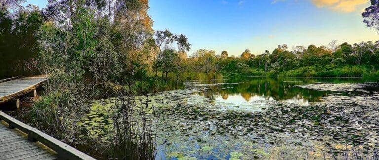 Bushland Experience Paths Walk (1.9km) Bushland experience paths berrinba wetlands 768x325