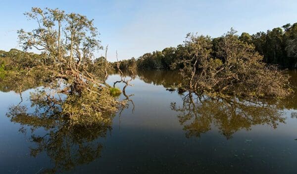 Tops to Myall Heritage Trail Walk (203km) Seaham swamp walk trail hiking australia 600x352