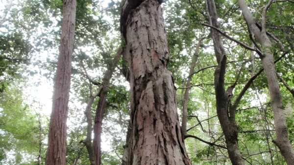 Bellbird Trail Walk (3.3km) Bellbird trail walk (3. 3km)