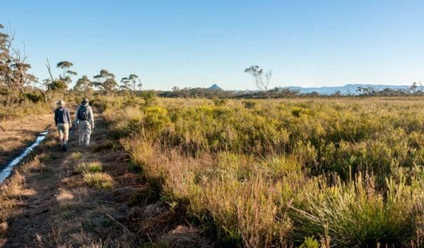 Granite Falls Walking Track (1km) Little forest walking track trail hiking australia 600x352