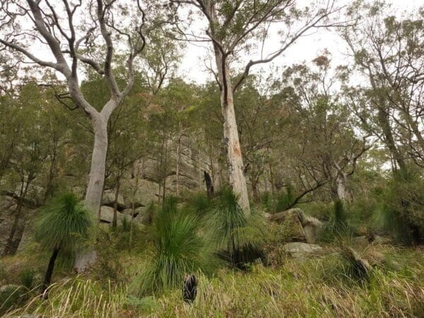 Monkey face cliff walk 600x450