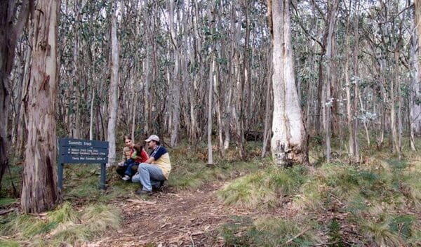 Snowgum Walking Track (900m) Summits walking track trail hiking australia 600x352