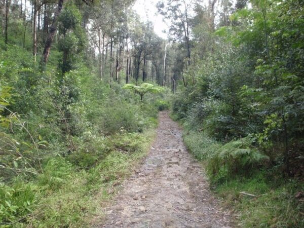 Hikes Thornleigh to marsfield 600x450