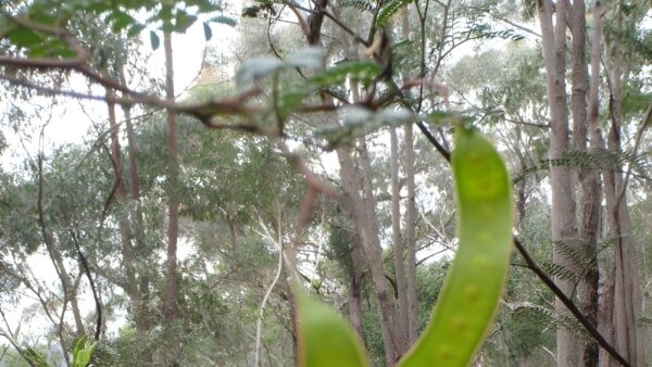 Plateau Pde Florabella Pass Loop Walk (2.6km) Plateau pde florabella pass loop walk (2. 6km)