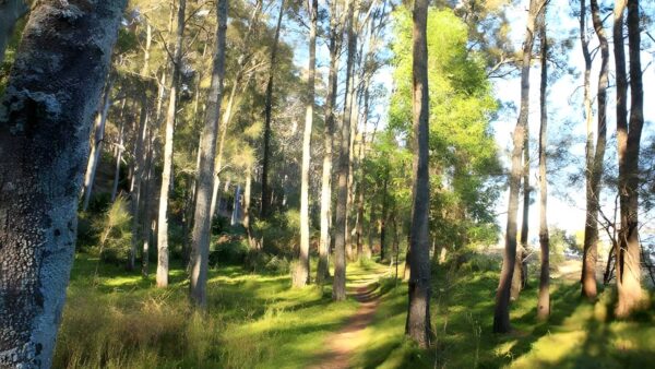 Square Head Track 1 Walk (800m) Square head track 1 walk (800m)