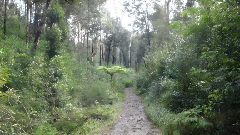 Thornleigh to marsfield hike (6. 1km)