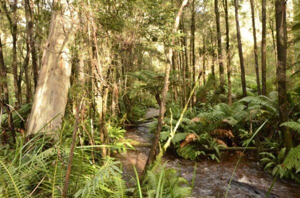Hikes Trail hiking big pats creek to starlings gap 600x397