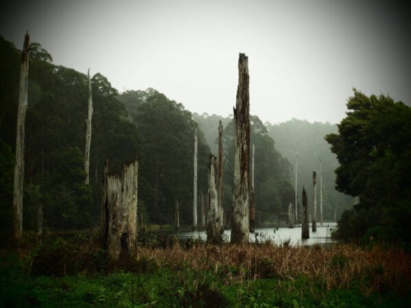 Triplet Falls Circuit Walk (1.8km) Trail hiking lake elizabeth circuit scaled 600x450