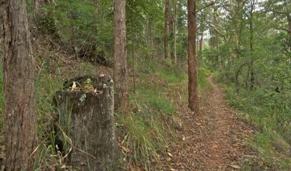 Border loop walk trail hiking australia 600x352