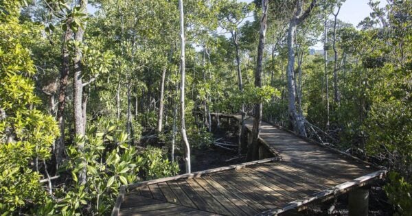 Paddle Bay Track (2.2km) Diversity boardwalk 600x315