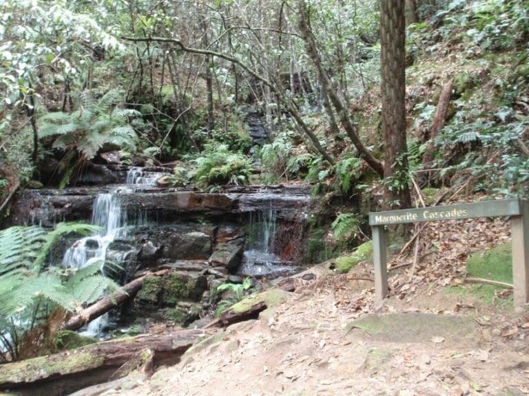Echo point to leura forest circuit 768x576