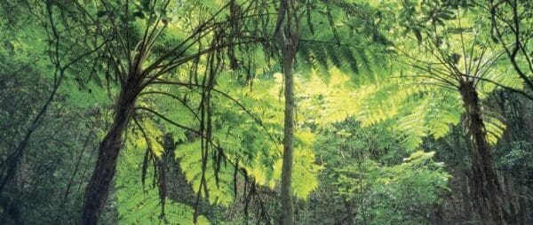 Box Forest Track (7km) Main range rainforest circuit 600x254