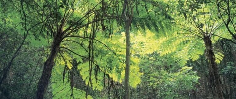 Main Range Rainforest Circuit Walk (1.6km) Main range rainforest circuit 768x325
