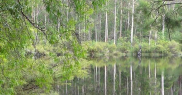 Shannon dam walk trail 600x315