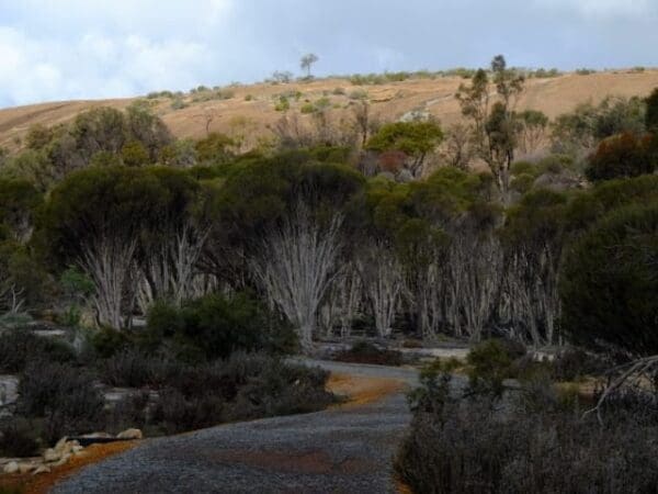 Wave rock walk circuit 600x450