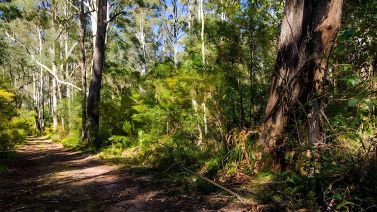 Starlights Trail Walk (11km) Starlights trail walk (11km)