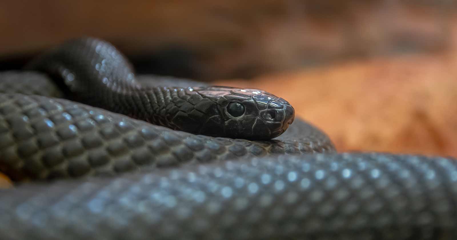 Australian Inland Taipan