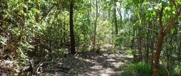 Boronia bushland trails boronia bushland reserve 600x254