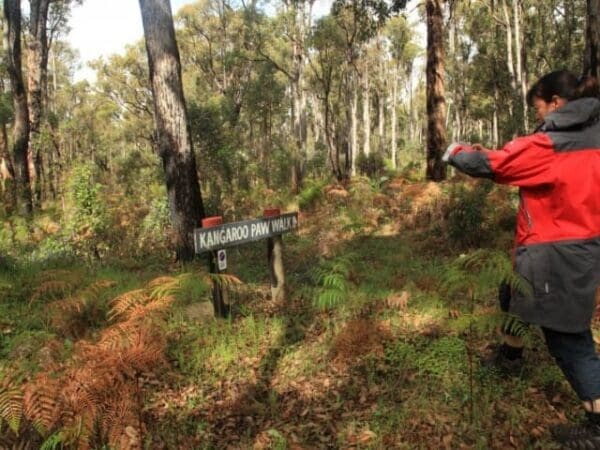 Kangaroo paw walk 600x450