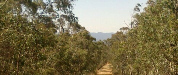 Grassy Creek to Boboyan Valley Hike (25km) Old boboyan road 600x254