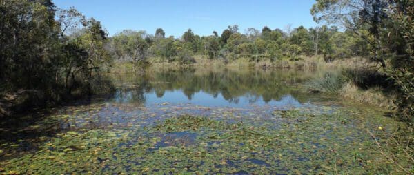 Hikes Wetland outlook circuit berrinba wetlands 600x254
