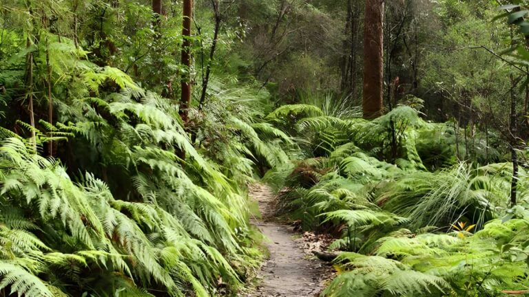 Great North Walk: Berowra Valley Hike (27km) Great north walk: berowra valley hike (27km)
