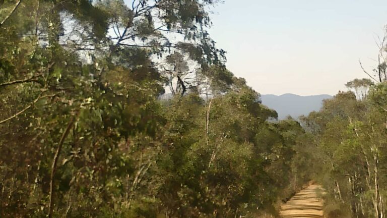 Old boboyan road hike (24km)