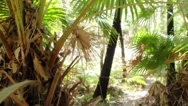 Palm tree circuit track (600m)