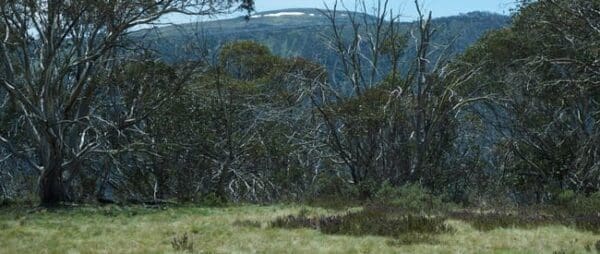 The cobungra ditch 600x254