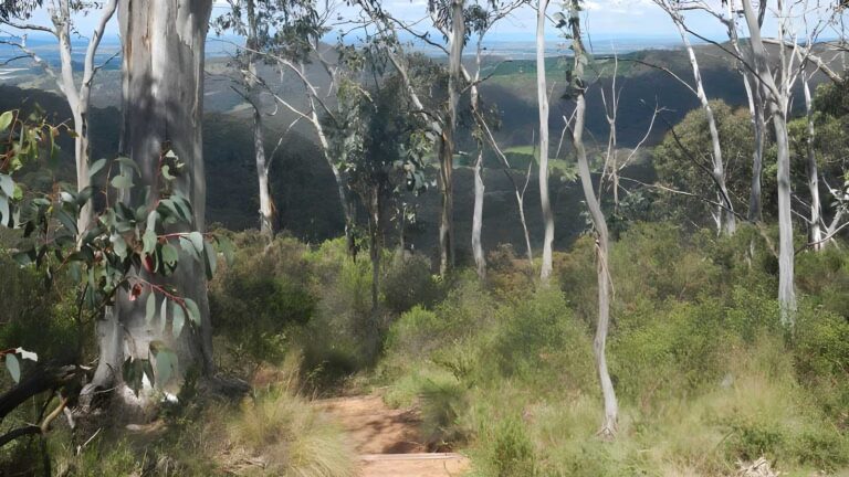 Mount towac walk (1. 7km)