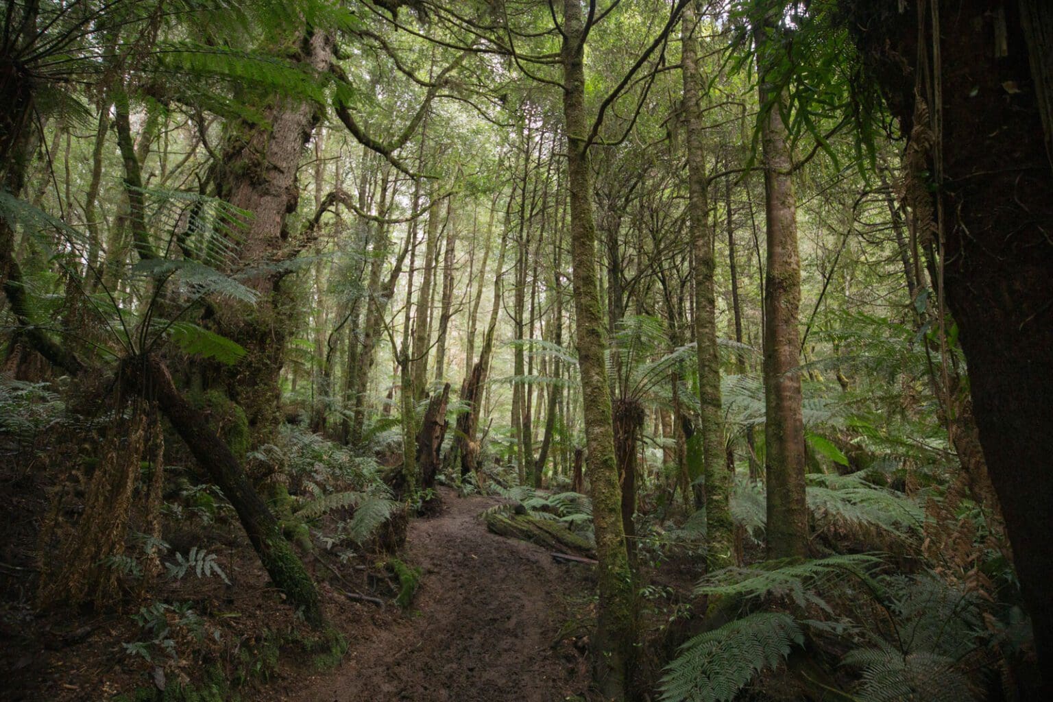 Mount Donna Buang & Mt Victoria Hike (6.2km) Mount Donna Buang, VIC