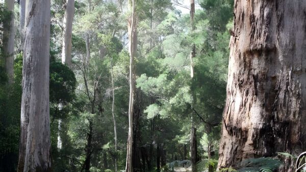 Warren River Loop Walk (10.5km) Warren river loop walk (10. 5km)